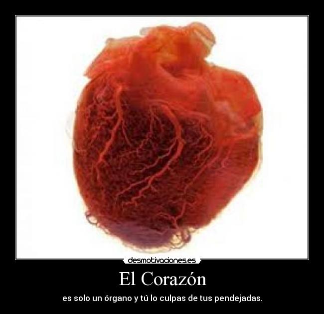 El Corazón - es solo un órgano y tú lo culpas de tus pendejadas.