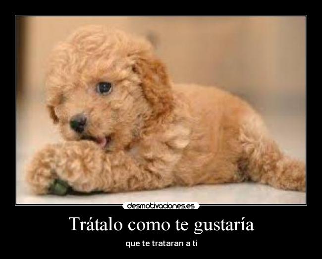 Trátalo como te gustaría -