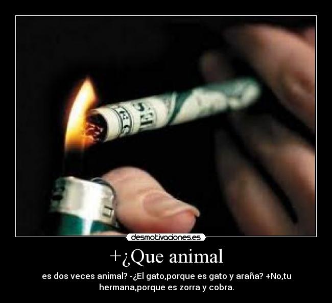 +¿Que animal - 