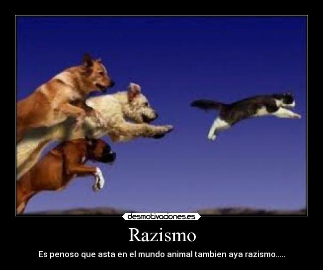 Razismo - 