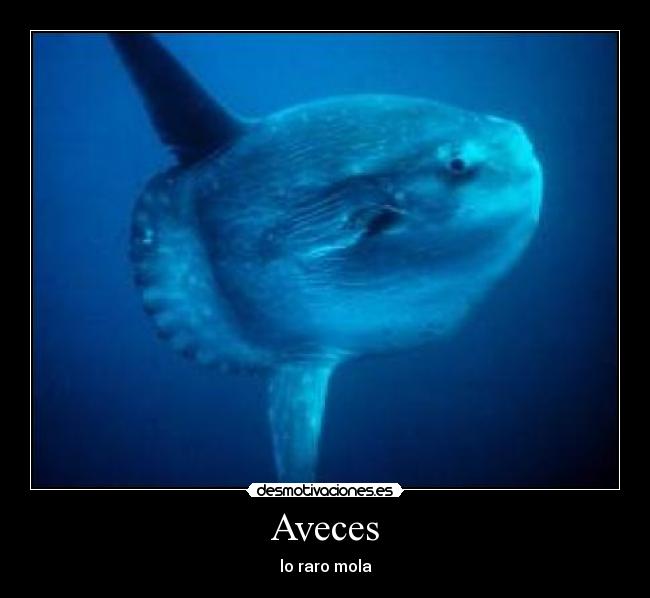 Aveces - lo raro mola