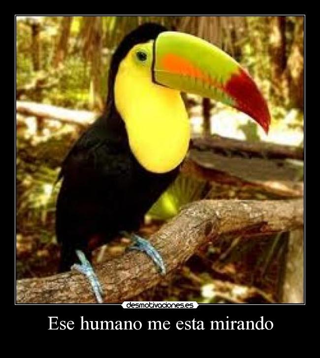 Ese humano me esta mirando -