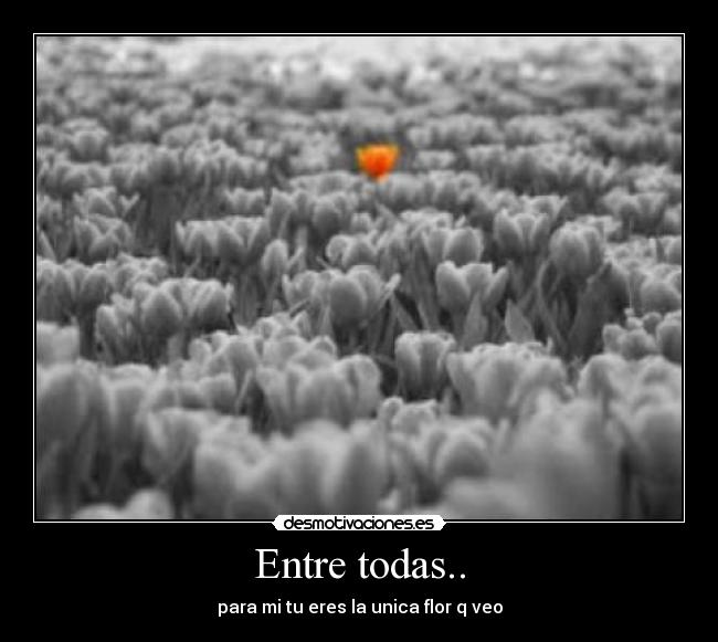Entre todas.. - para mi tu eres la unica flor q veo