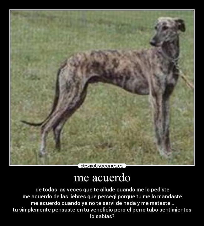 me acuerdo - de todas las veces que te allude cuando me lo pediste
me acuerdo de las liebres que persegi porque tu me lo mandaste
me acuerdo cuando ya no te servi de nada y me mataste...
tu simplemente pensaste en tu veneficio pero el perro tubo sentimientos
lo sabias?