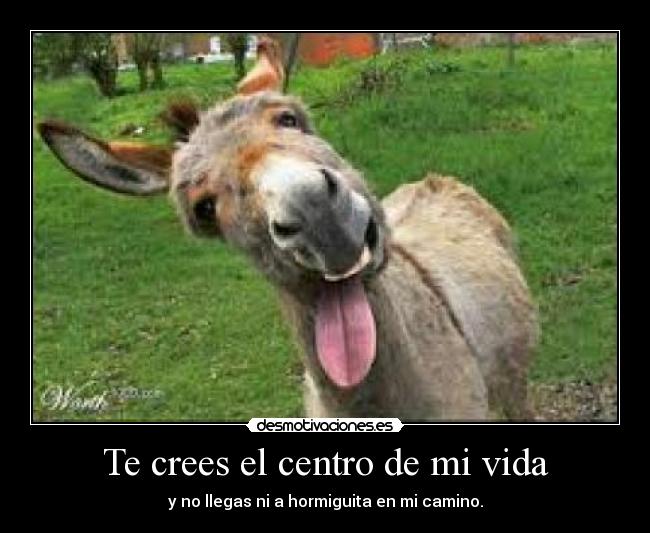 Te crees el centro de mi vida - y no llegas ni a hormiguita en mi camino.