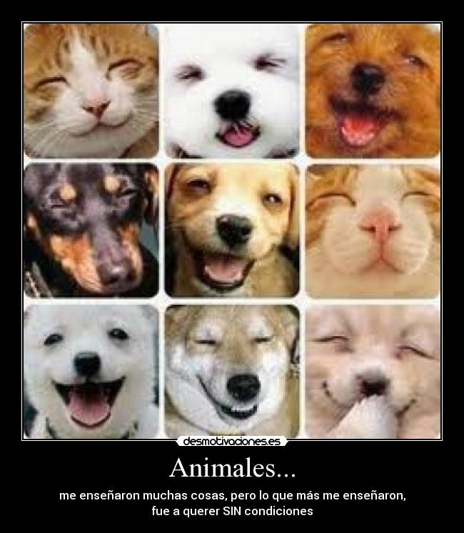 Animales... -