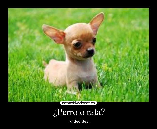 ¿Perro o rata? - Tu decides.