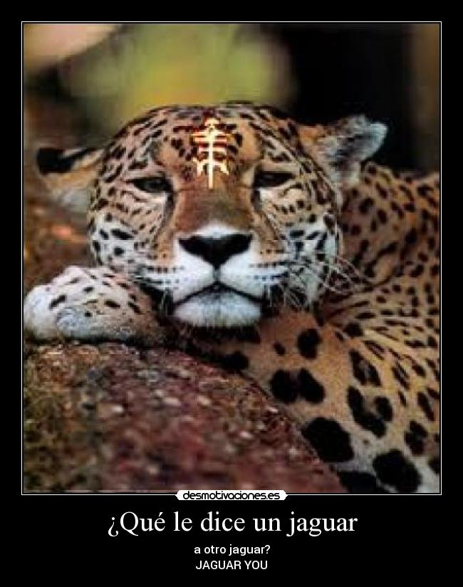 ¿Qué le dice un jaguar - a otro jaguar?
JAGUAR YOU