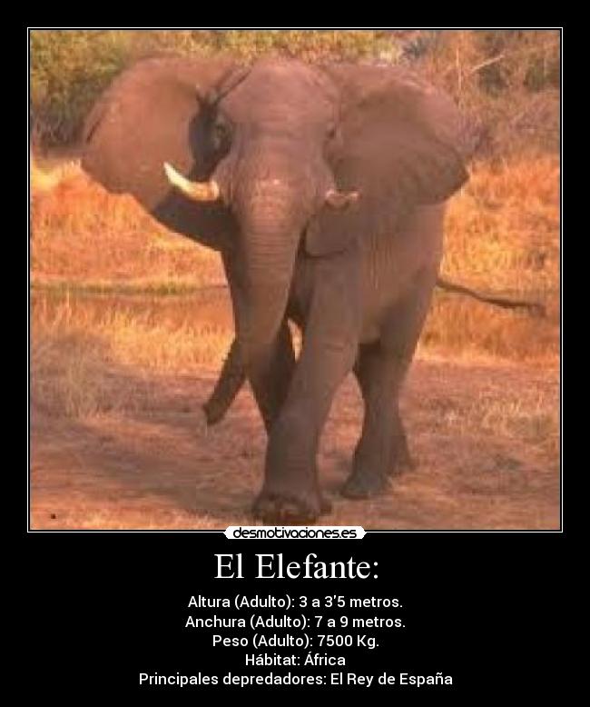 El Elefante: - Altura (Adulto): 3 a 35 metros.
Anchura (Adulto): 7 a 9 metros.
Peso (Adulto): 7500 Kg.
Hábitat: África
Principales depredadores: El Rey de España