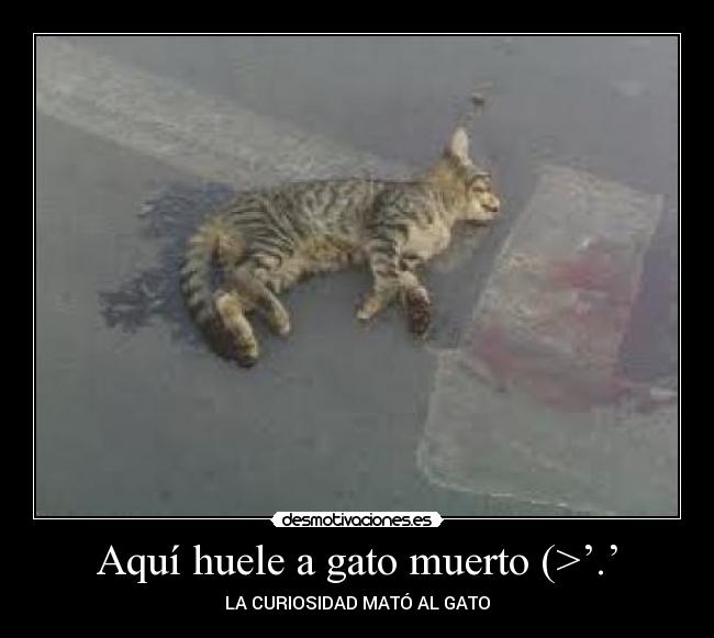 Aquí huele a gato muerto (>’.’ -
