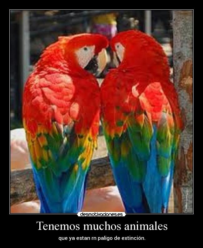 Tenemos muchos animales - que ya estan rn paligo de extinción.