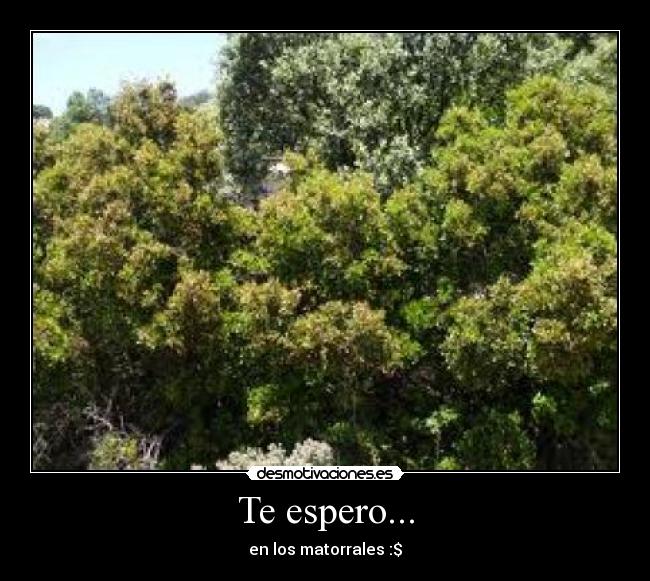 Te espero... - en los matorrales :$