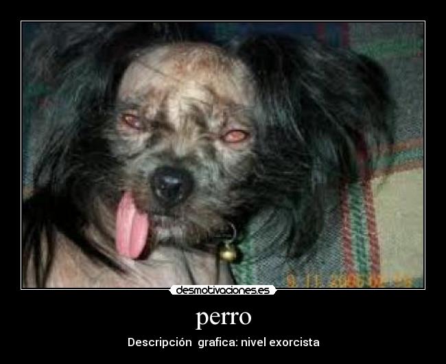 perro - 