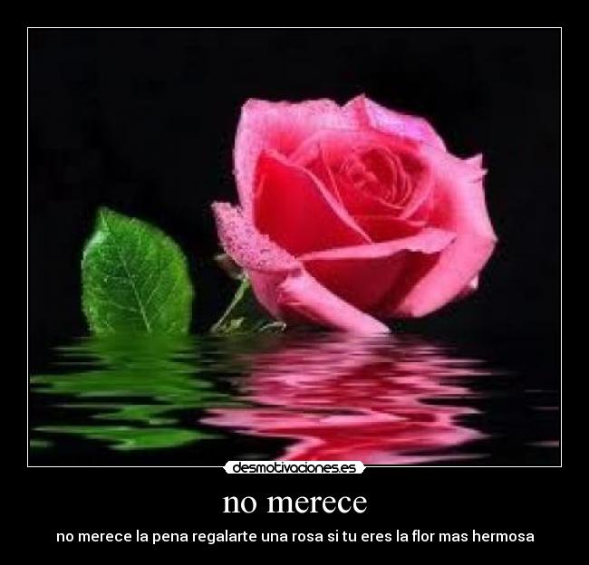 no merece - no merece la pena regalarte una rosa si tu eres la flor mas hermosa