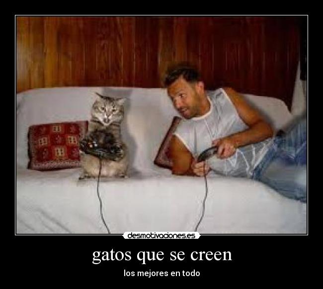 gatos que se creen - los mejores en todo