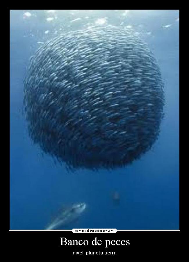Banco de peces -