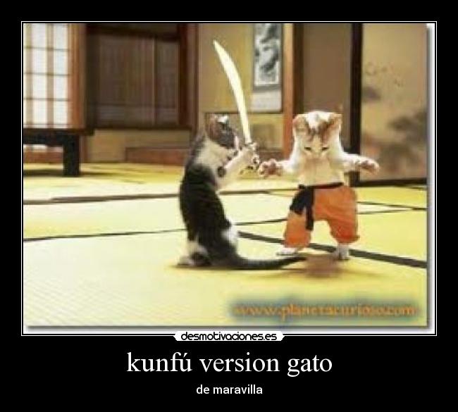 kunfú version gato - de maravilla