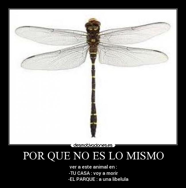 POR QUE NO ES LO MISMO - ver a este animal en :
-TU CASA : voy a morir
-EL PARQUE : a una libelula