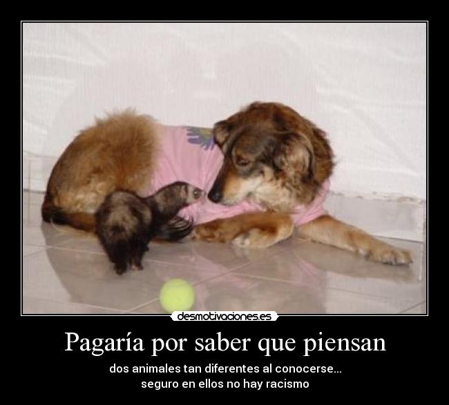 Pagaría por saber que piensan - dos animales tan diferentes al conocerse...
seguro en ellos no hay racismo