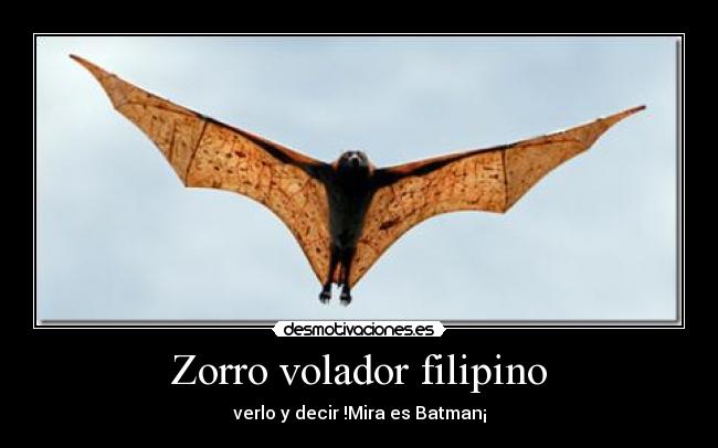 Zorro volador filipino - verlo y decir !Mira es Batman¡