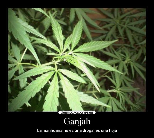 Ganjah - La marihuana no es una droga, es una hoja