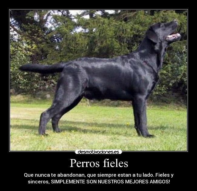 Perros fieles - Que nunca te abandonan, que siempre estan a tu lado. Fieles y
sinceros, SIMPLEMENTE SON NUESTROS MEJORES AMIGOS!