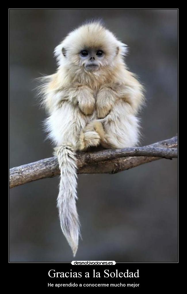 Gracias a la Soledad - He aprendido a conocerme mucho mejor