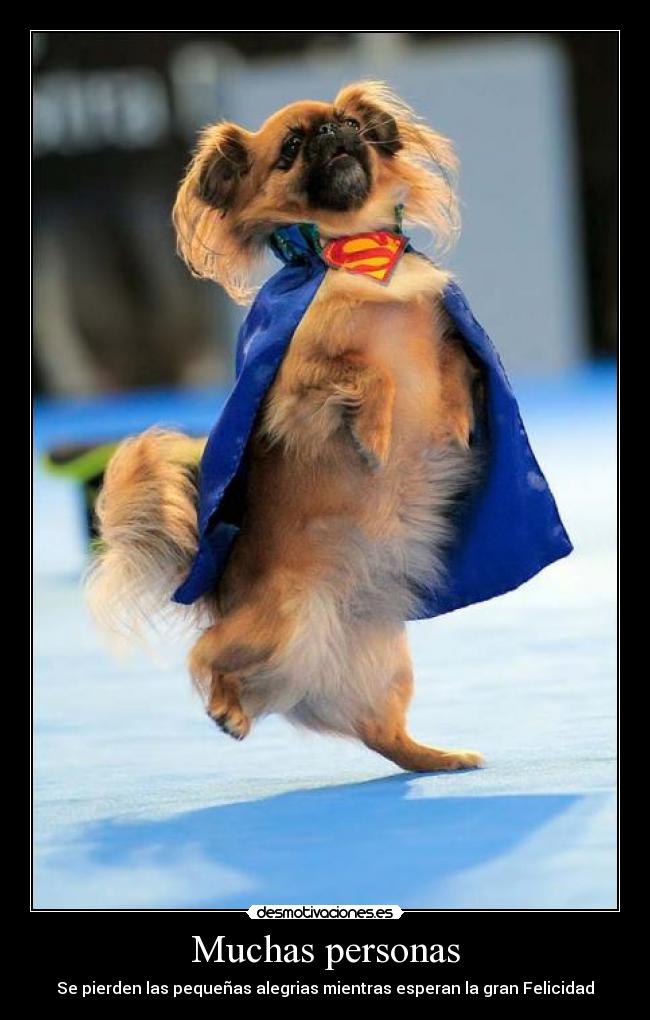 Muchas personas - Se pierden las pequeñas alegrias mientras esperan la gran Felicidad