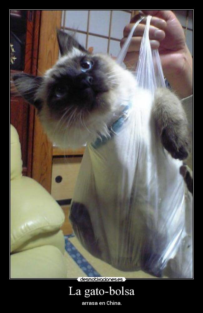 La gato-bolsa - 