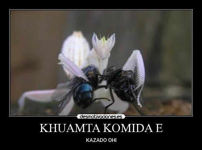 KHUAMTA KOMIDA E - KAZADO OHI