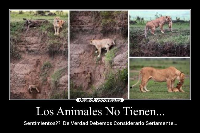Los Animales No Tienen... - 