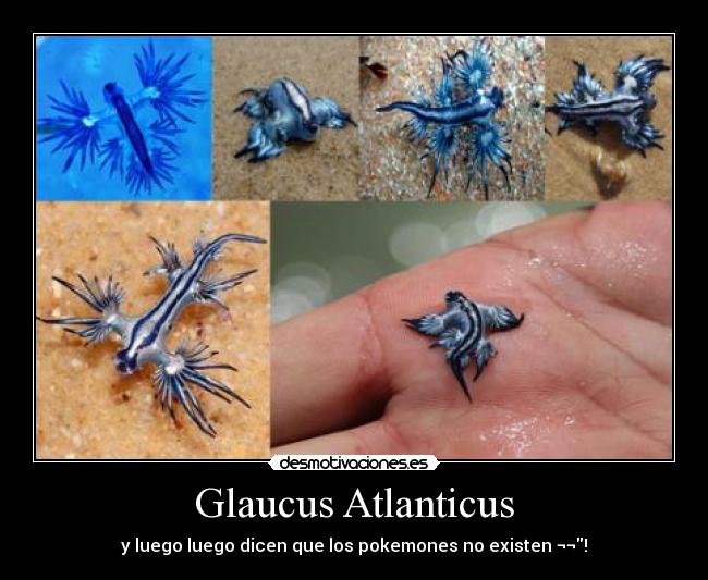 Glaucus Atlanticus - y luego luego dicen que los pokemones no existen ¬¬!