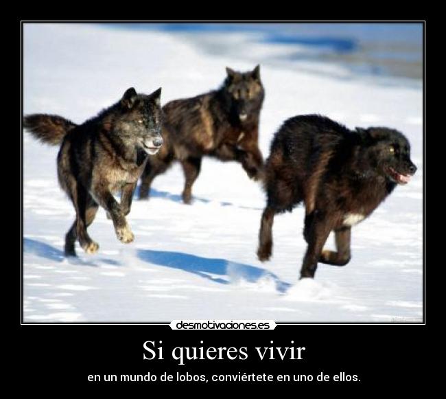 Si quieres vivir - en un mundo de lobos, conviértete en uno de ellos.