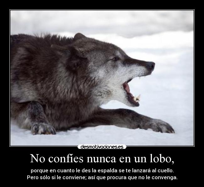 No confíes nunca en un lobo, - porque en cuanto le des la espalda se te lanzará al cuello.
Pero sólo si le conviene; así que procura que no le convenga.