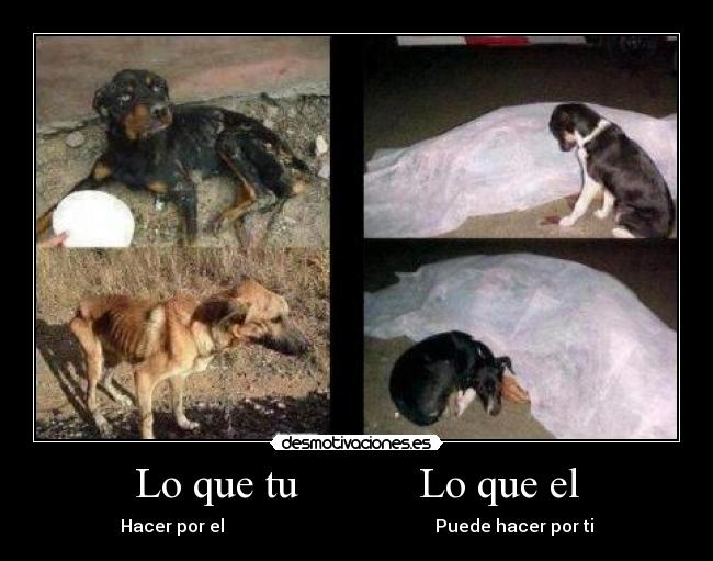 Lo que tu Lo que el -