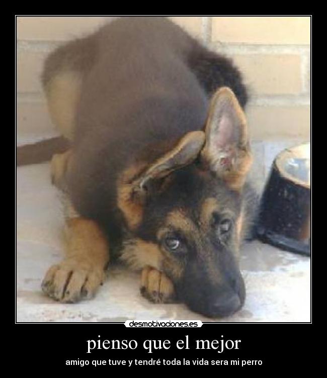 carteles amo perro mejor amigo desmotivaciones