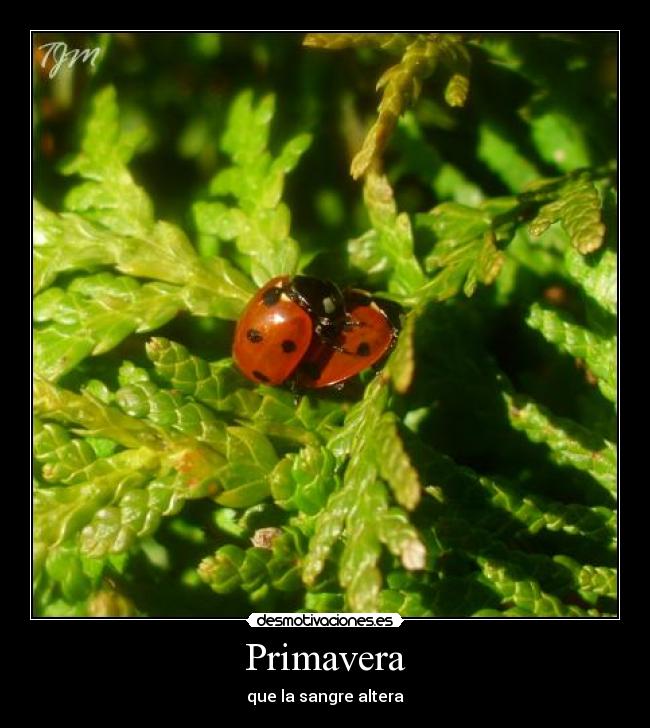 Primavera -