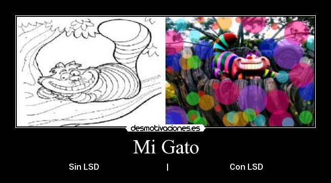 Mi Gato - Sin LSD | Con LSD
