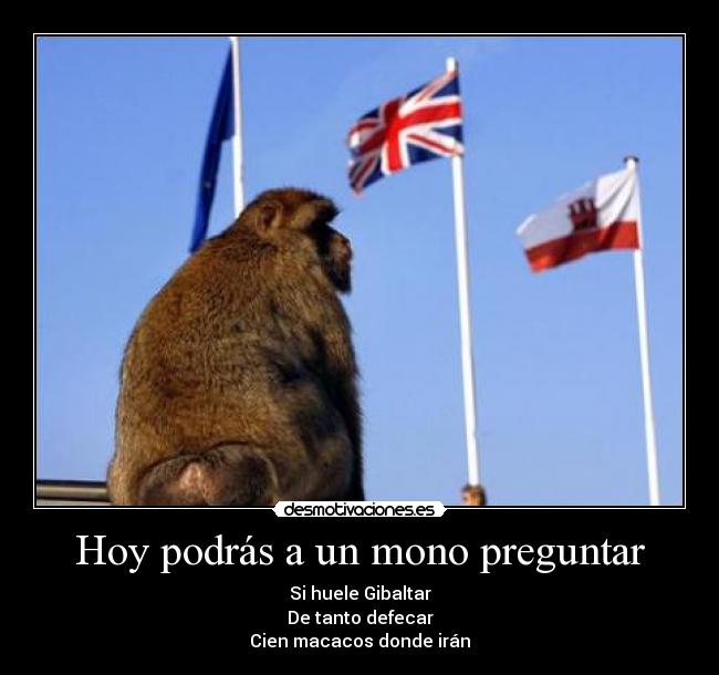Hoy podrás a un mono preguntar - Si huele Gibaltar
De tanto defecar
Cien macacos donde irán