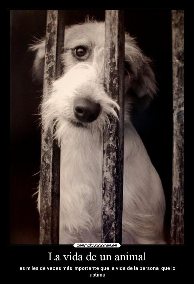 La vida de un animal - es miles de veces más importante que la vida de la persona que lo lastima.