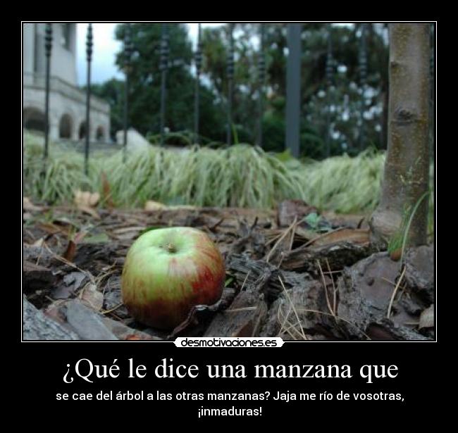 ¿Qué le dice una manzana que - se cae del árbol a las otras manzanas? Jaja me río de vosotras, ¡inmaduras!
