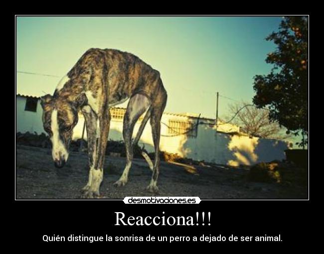 Reacciona!!! - Quién distingue la sonrisa de un perro a dejado de ser animal.