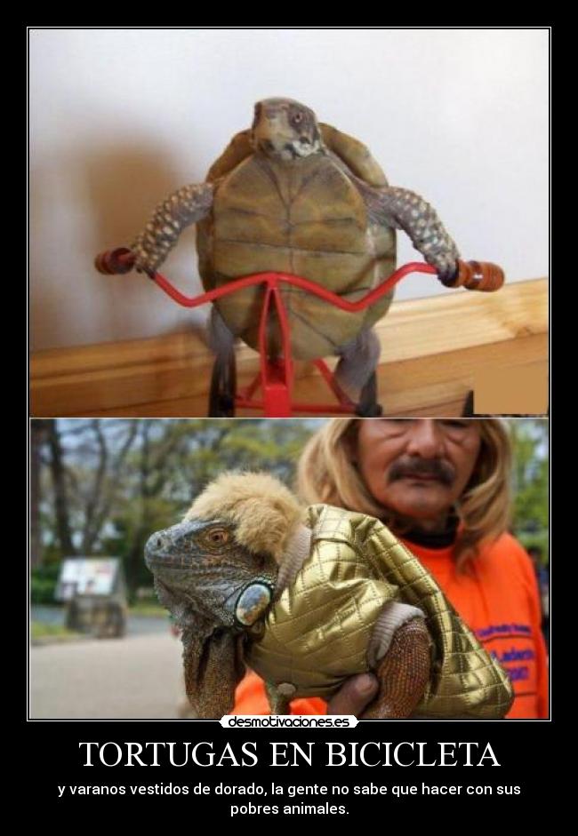 TORTUGAS EN BICICLETA - 