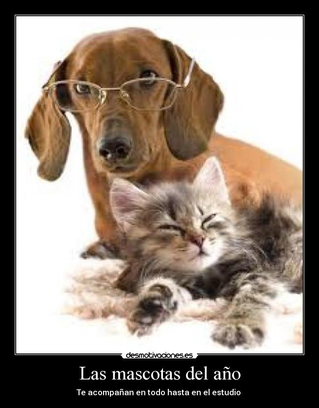 Las mascotas del año - 