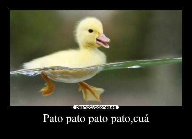 Pato pato pato pato,cuá - 