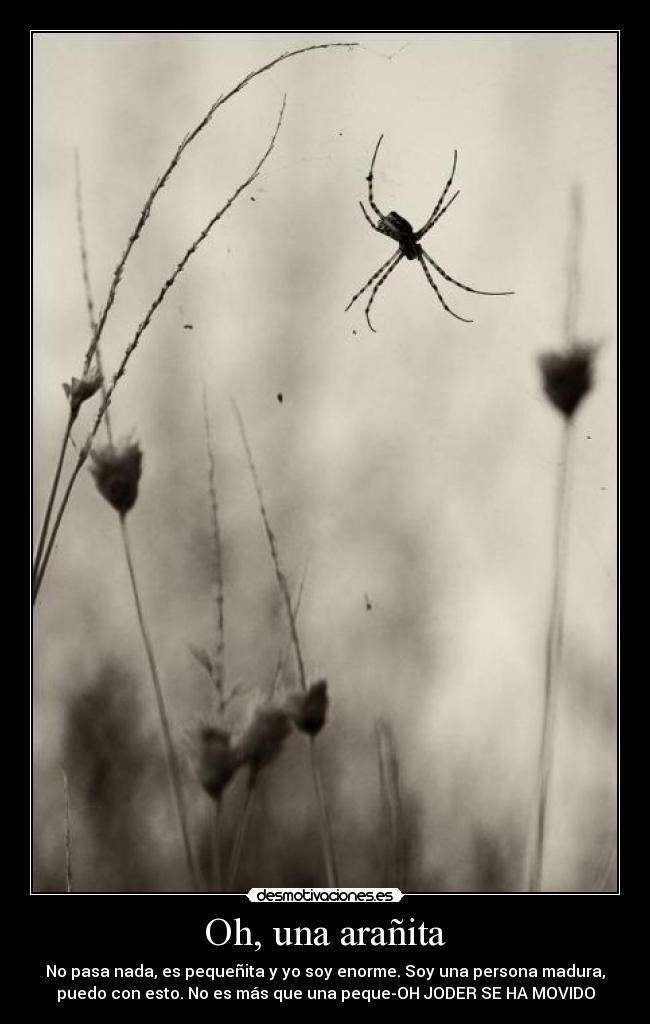 Oh, una arañita -