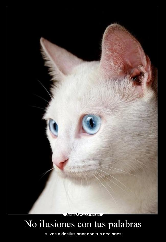 No ilusiones con tus palabras -