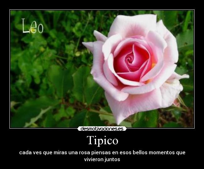 Tipico - cada ves que miras una rosa piensas en esos bellos momentos que vivieron juntos