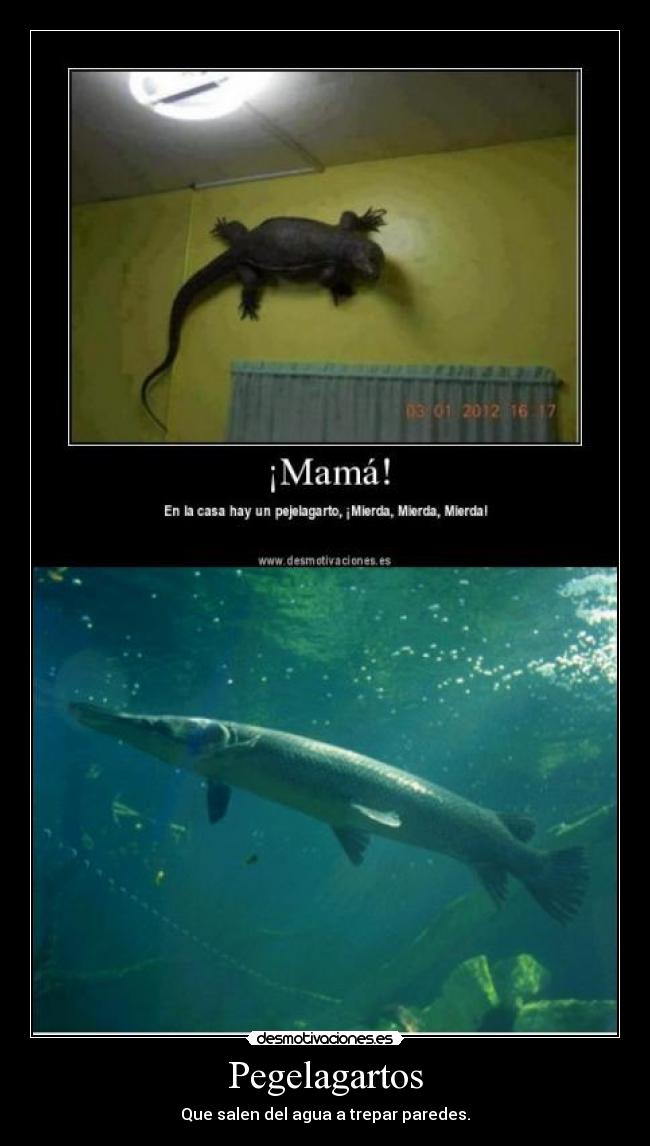 Pegelagartos -