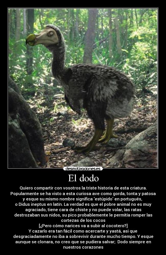 El dodo | Desmotivaciones